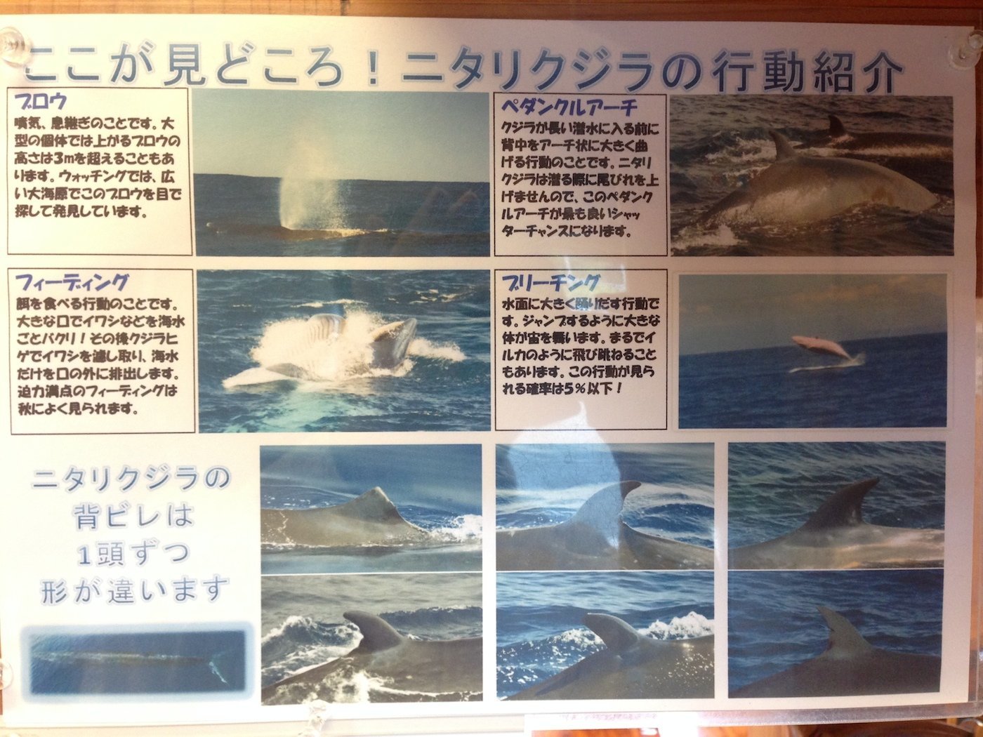 ニタリクジラの4つのアクション