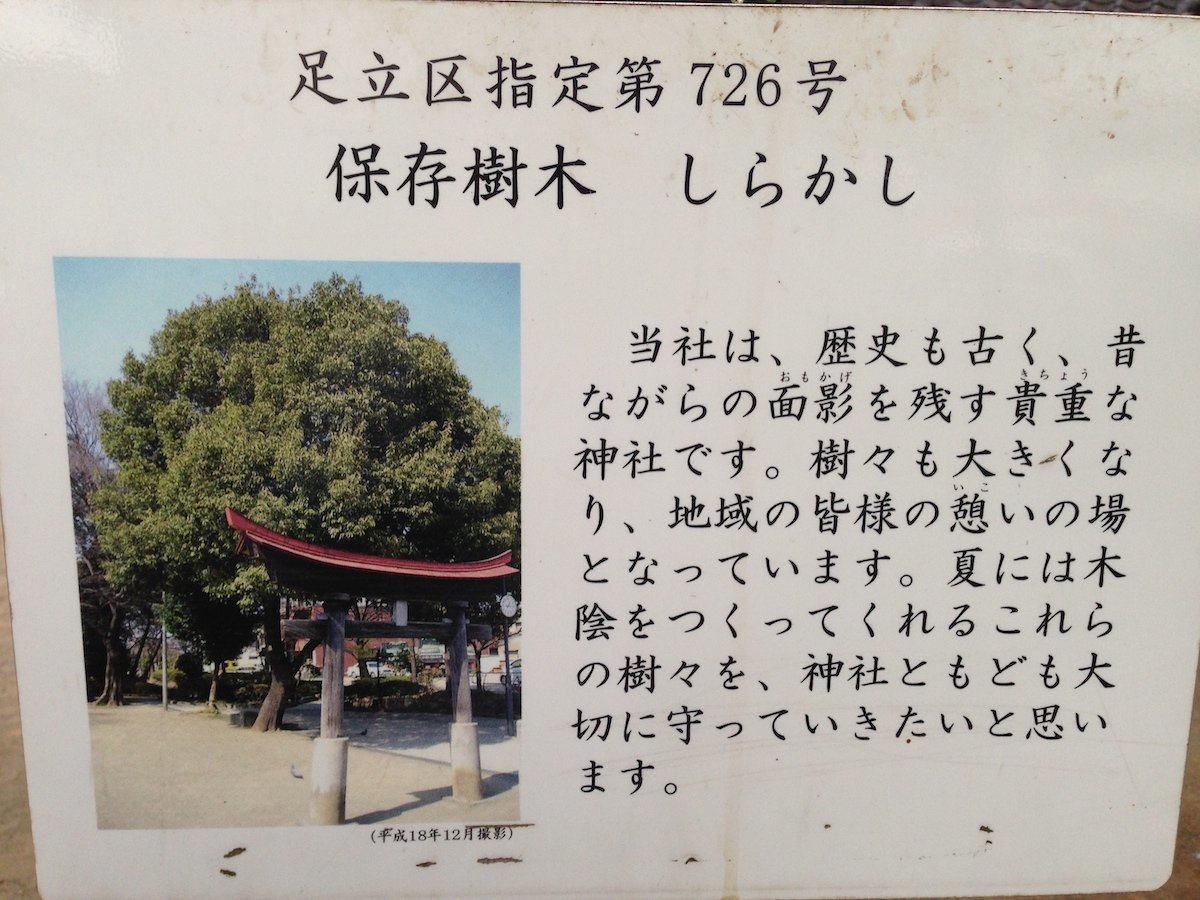 足立区指定第726号 保存樹木 しらかし